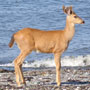 a young columbian black tailed buck standing on the beach