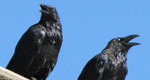 common raven