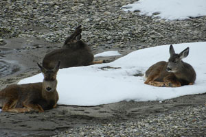 three mule deer lying down