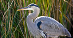 great blue heron