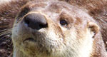 close up of a river otter