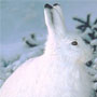 snowshoe hare