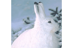 a snowshoe hare in winter colors