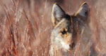 coyote in the grass